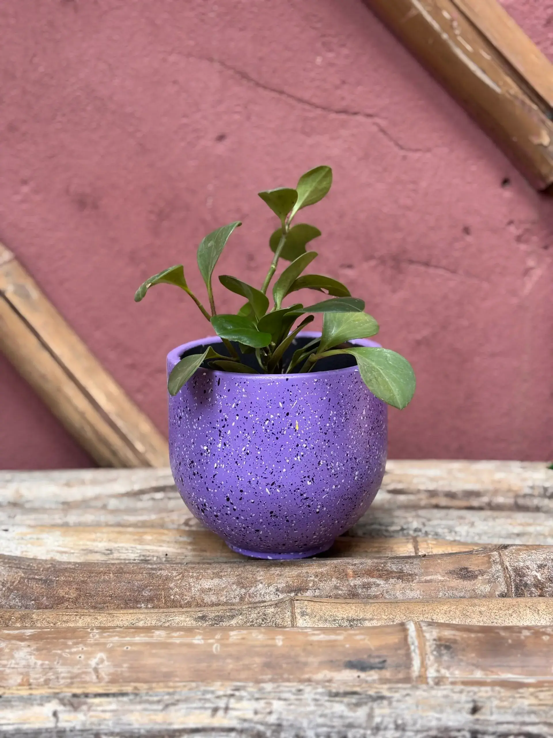 Baby Rubber Plant